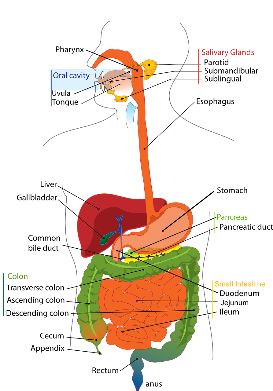 liver and gallbladder